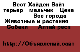 Вест Хайден Вайт терьер - мальчик › Цена ­ 35 000 - Все города Животные и растения » Собаки   . Алтай респ.